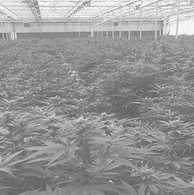 Trinidad Recreational Dispensary best dispensary in trinidad