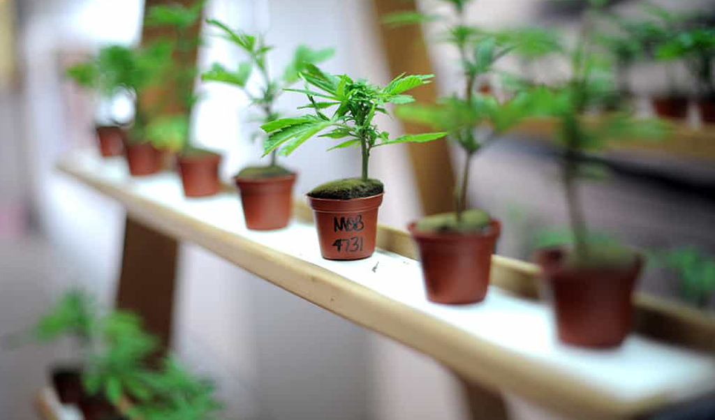 Colorado Springs and Pueblo Cannabis