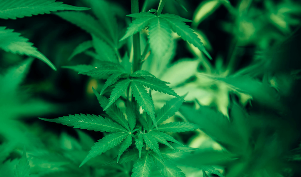 Pueblo Cannabis Near Me