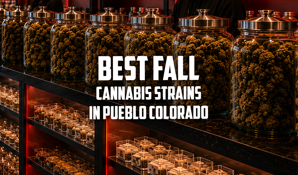 best fall cannabis strains pueblo